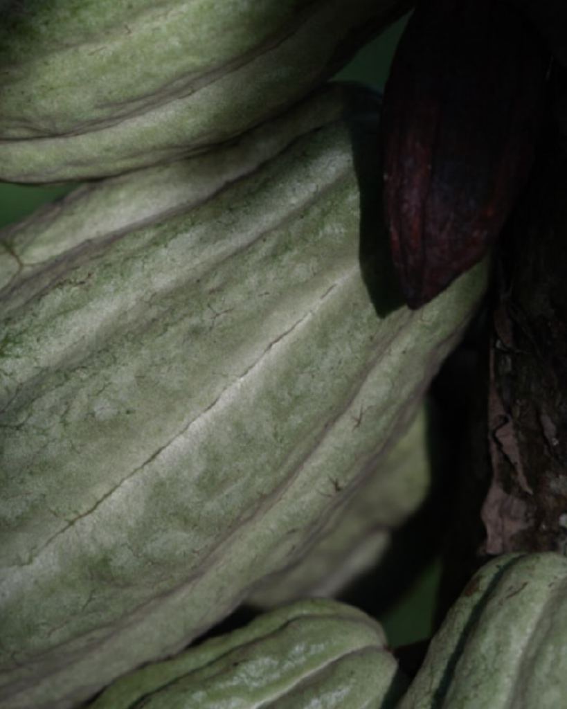 Mazorca de cacao verde en el árbol
