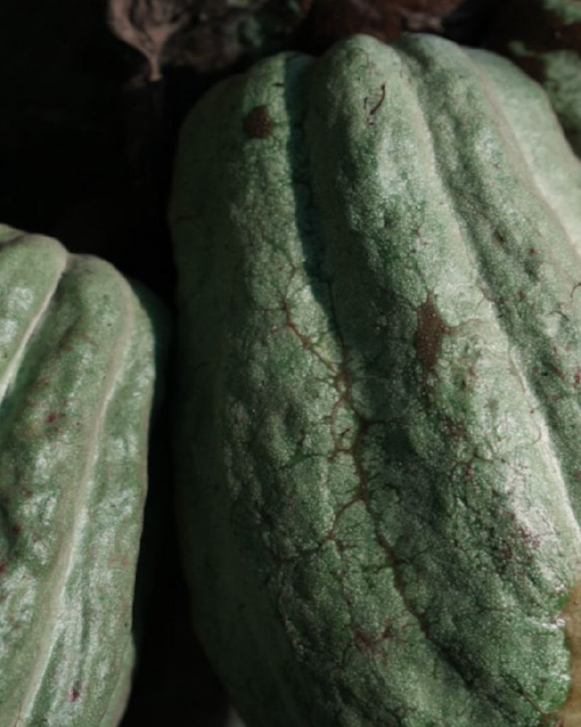 Textura de cacao