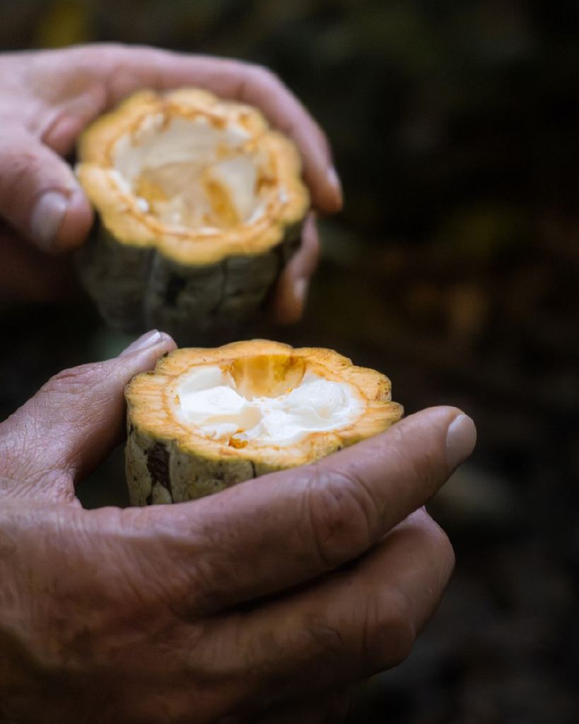 Mazorca de cacao abierta con pulpa fresca de la selva Lacandona, Chiapas