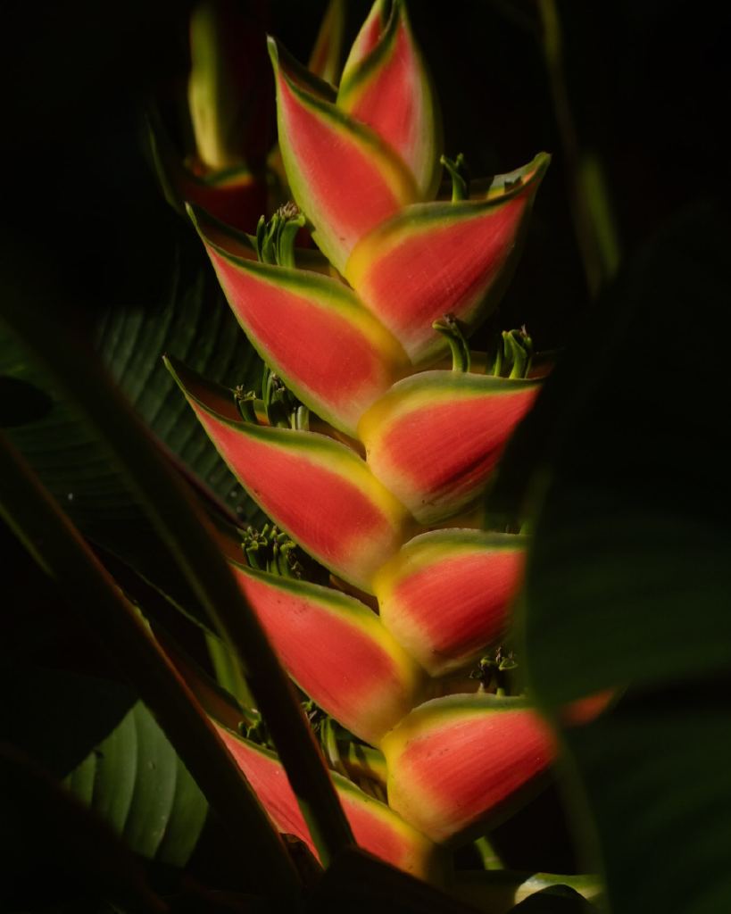 Flor de heliconia, té e infusiones de casa botánica XELVAJE