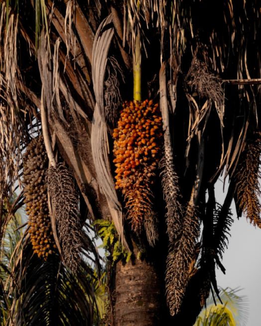 Racimo de frutos de palma en la selva de Chiapas